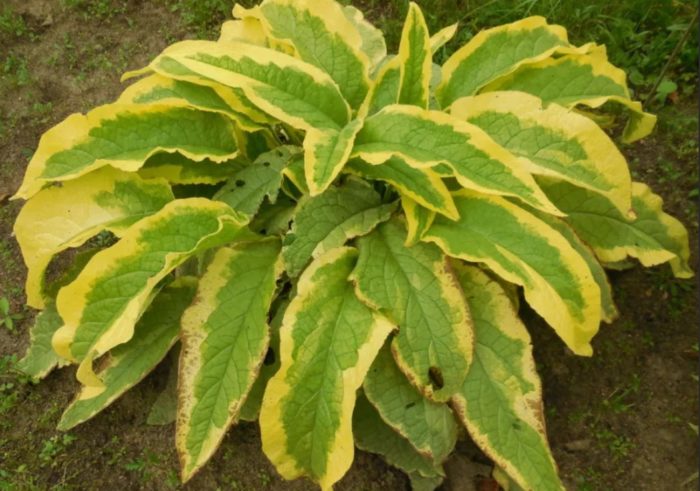 Uri ng Comfrey na Lambroke Sunrise