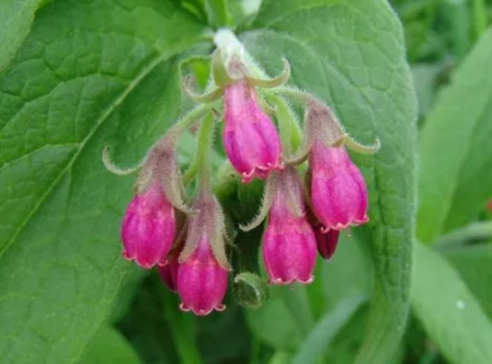 Uri ng comfrey na Langthorns Pink