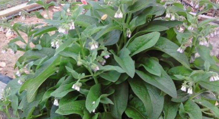 Uri ng Comfrey na Roseum