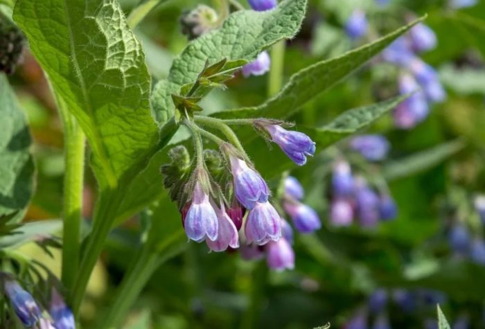 Bulaklak ng Caucasian comfrey