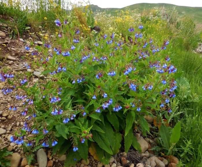 Caucasian comfrey