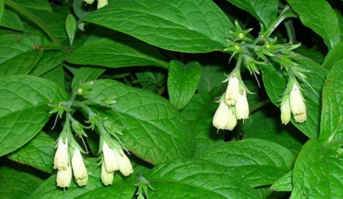 Tuberous comfrey