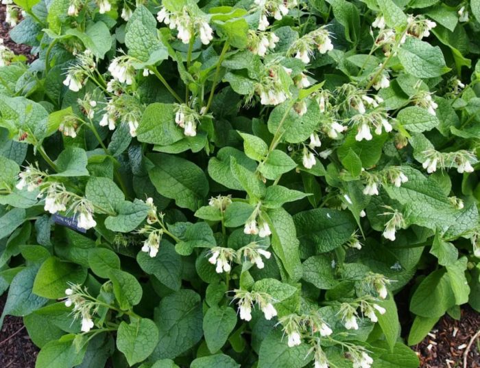 Malaking bulaklak na comfrey