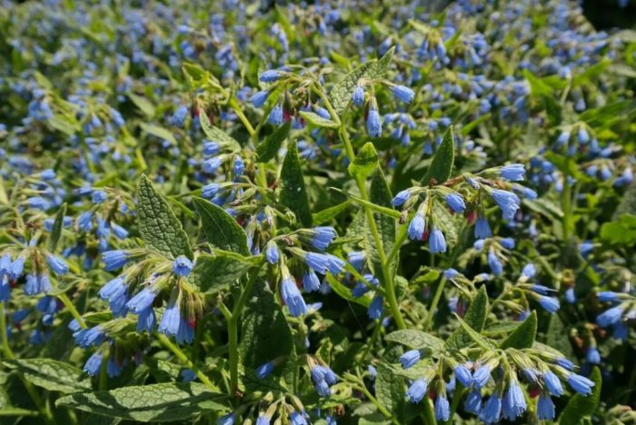 Comfrey