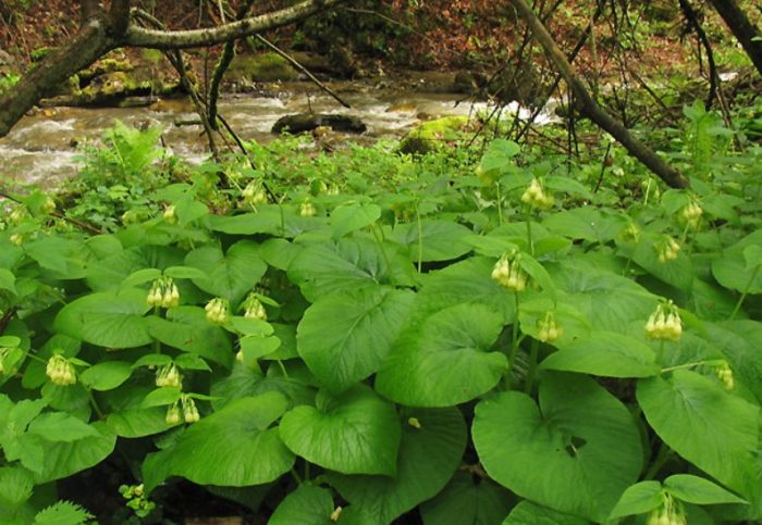 Comfrey