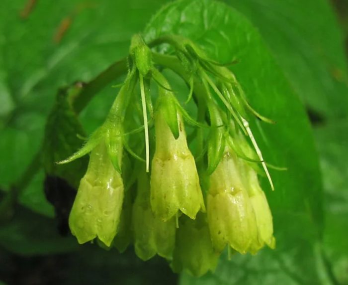 Mga bulaklak ng comfrey na hugis puso