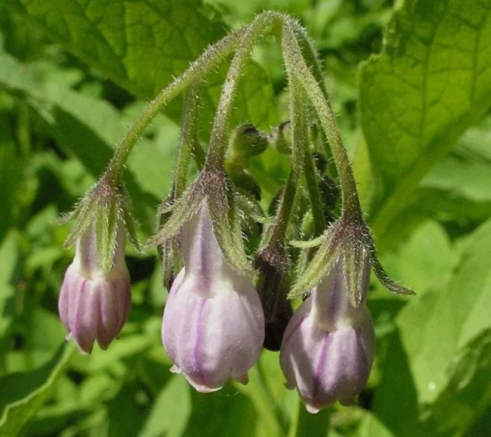 Comfrey sa kabundukan