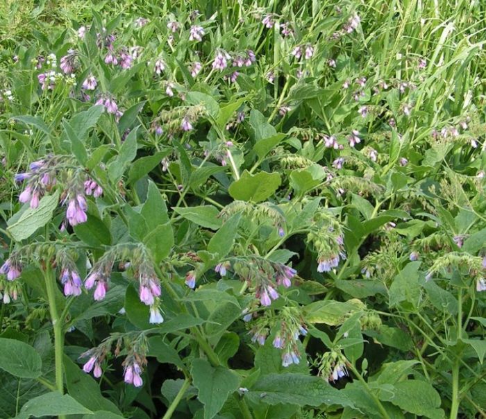 Comfrey sa kabundukan