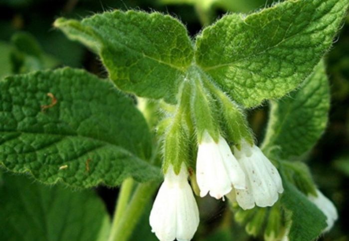 Mga bulaklak ng Oriental comfrey