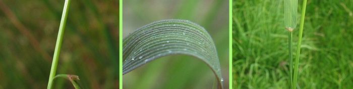 Mga dahon ng Bentgrass