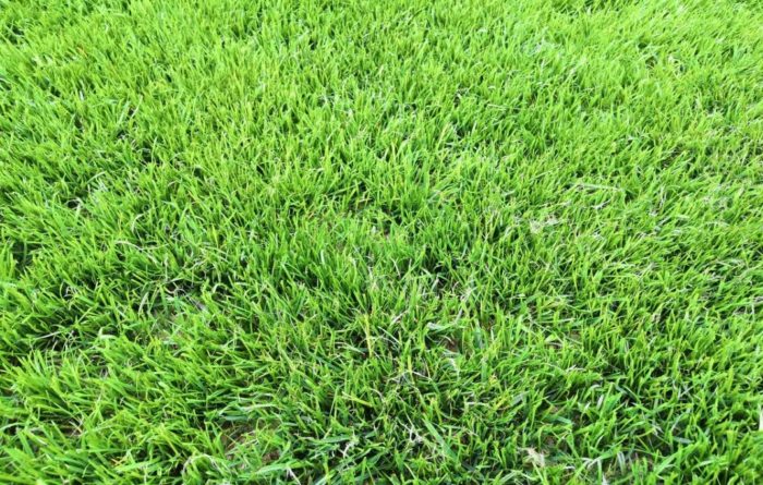 Damuhan na gawa sa bentgrass