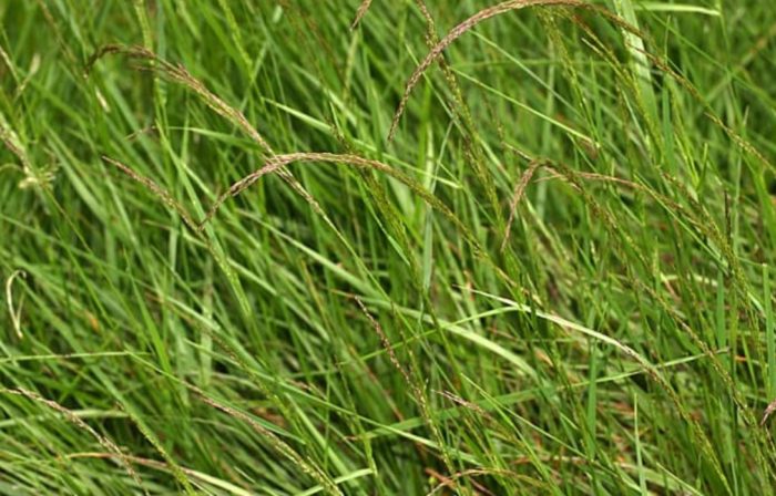 Uri ng Bentgrass na Alpha