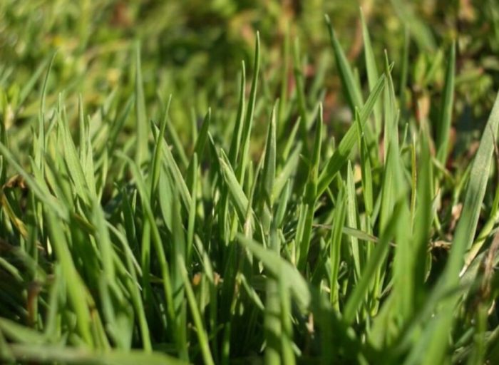 Uri ng Bentgrass na Cobra Nova