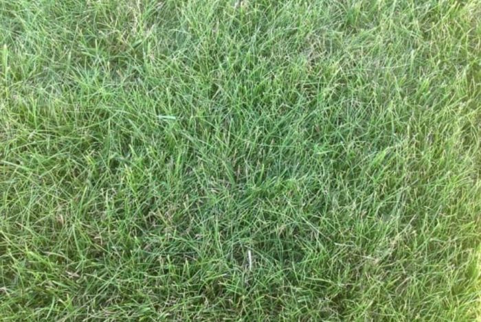 Bentgrass variety na Kromi