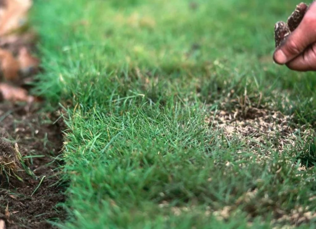 Paghahasik ng Bentgrass