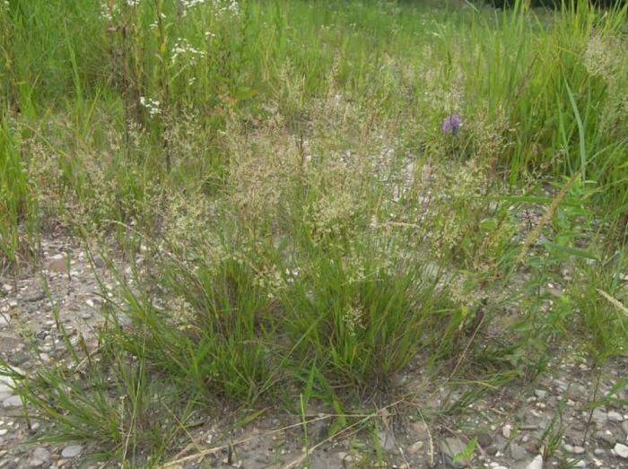 Grass bentgrass