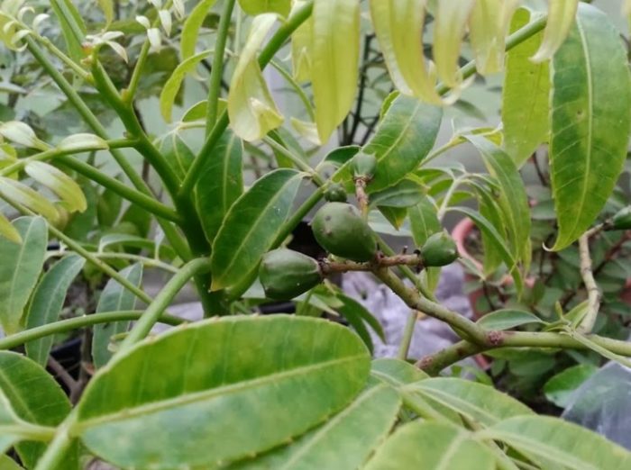 Halamang Ambarella