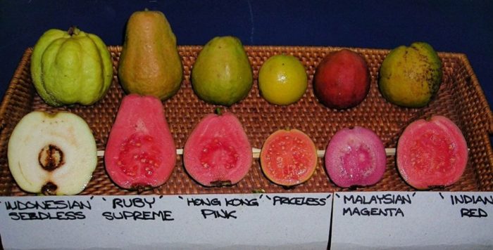 Iba't ibang uri ng bayabas