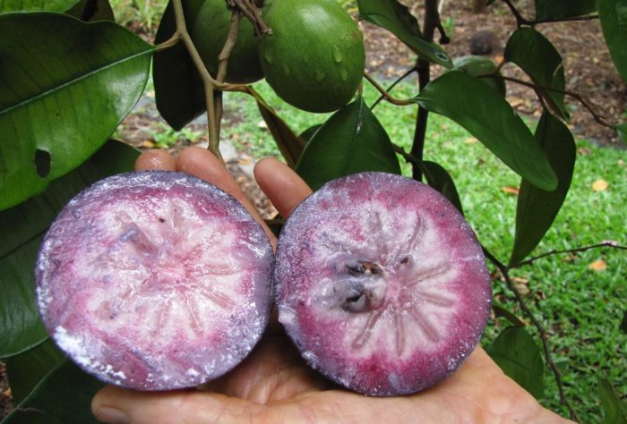 Prutas ng Cainito