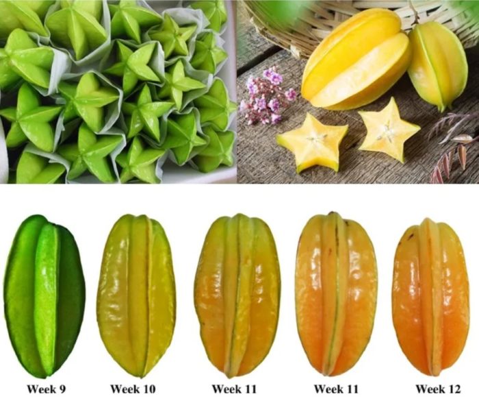 Carambola sa iba't ibang antas ng pagkahinog