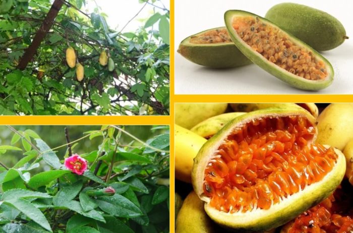 Mga prutas ng Kuruba sa puno at sa cross-section