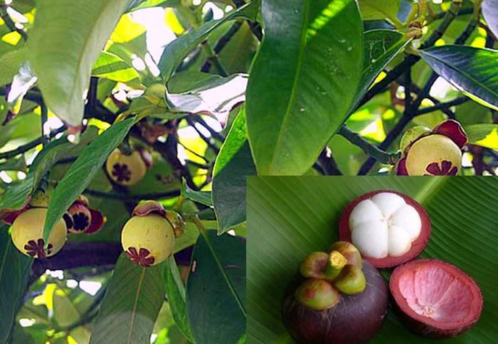 Bunga ng mangosteen sa puno at sa cross section