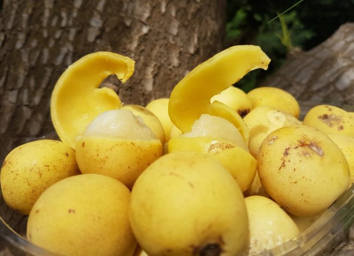 Mga prutas na Marula
