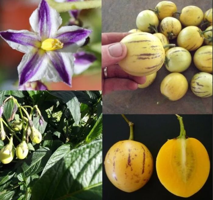 Prutas, puno at bulaklak ng Pepino