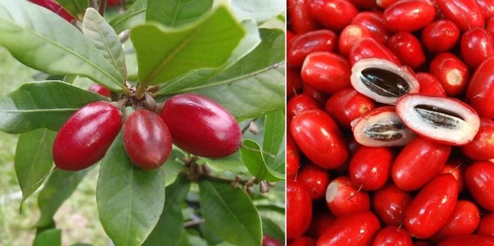 Mga prutas ng Puteria sa isang sanga at hiniwa