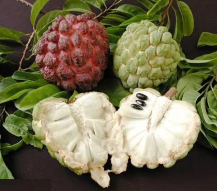 Mga uri ng sugar apple