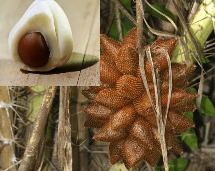 Prutas ng salak