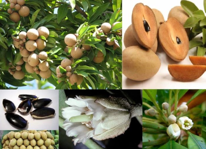 Puno ng Sapodilla, prutas, at mga bulaklak