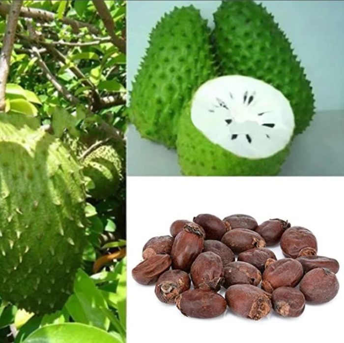 Ang puno, prutas, at buto ng puno ng soursop