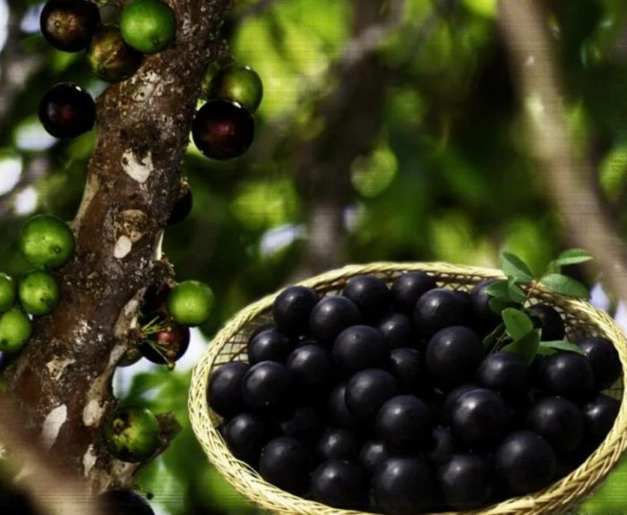 Mga prutas at puno ng Jaboticaba