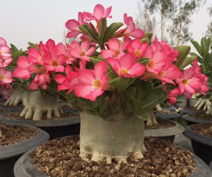 Adenium arabicum