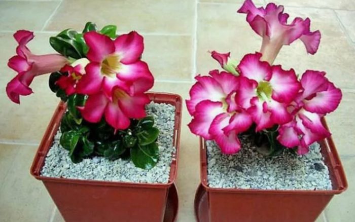 Maliit na adenium