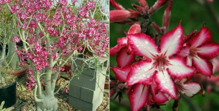 Adenium na maraming bulaklak