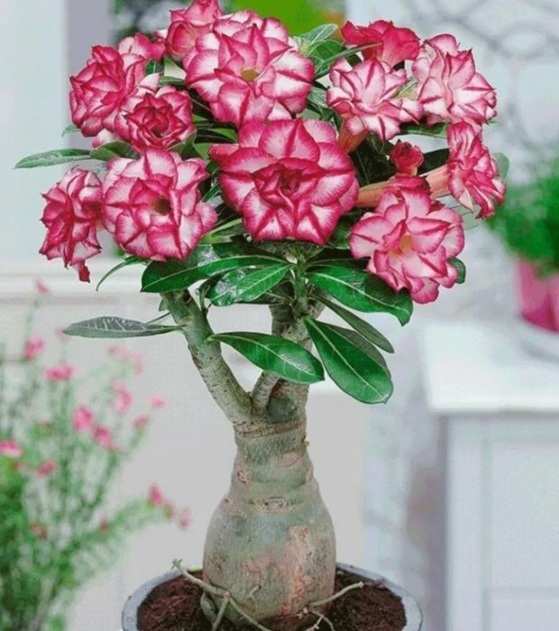 Adenium obesum
