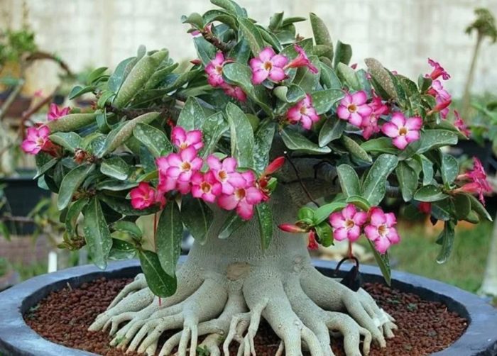 Adenium socotranum