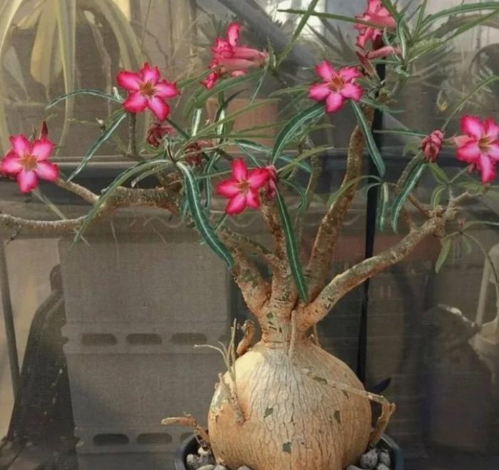 Adenium ng Somalia