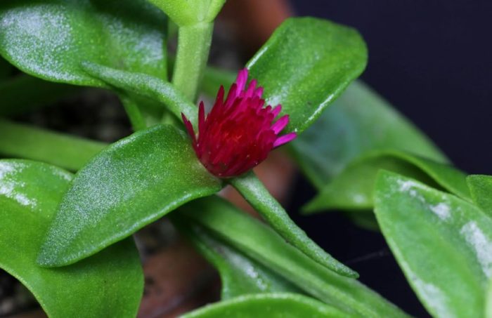 Lanceolate Aptenia
