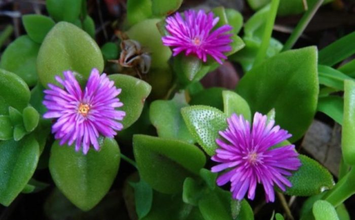 Aptenia makatas