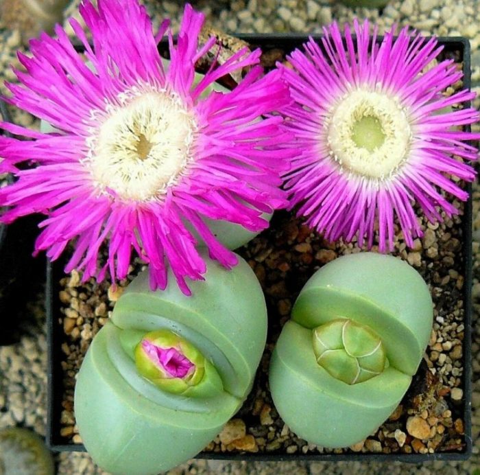 Argyroderma ovata