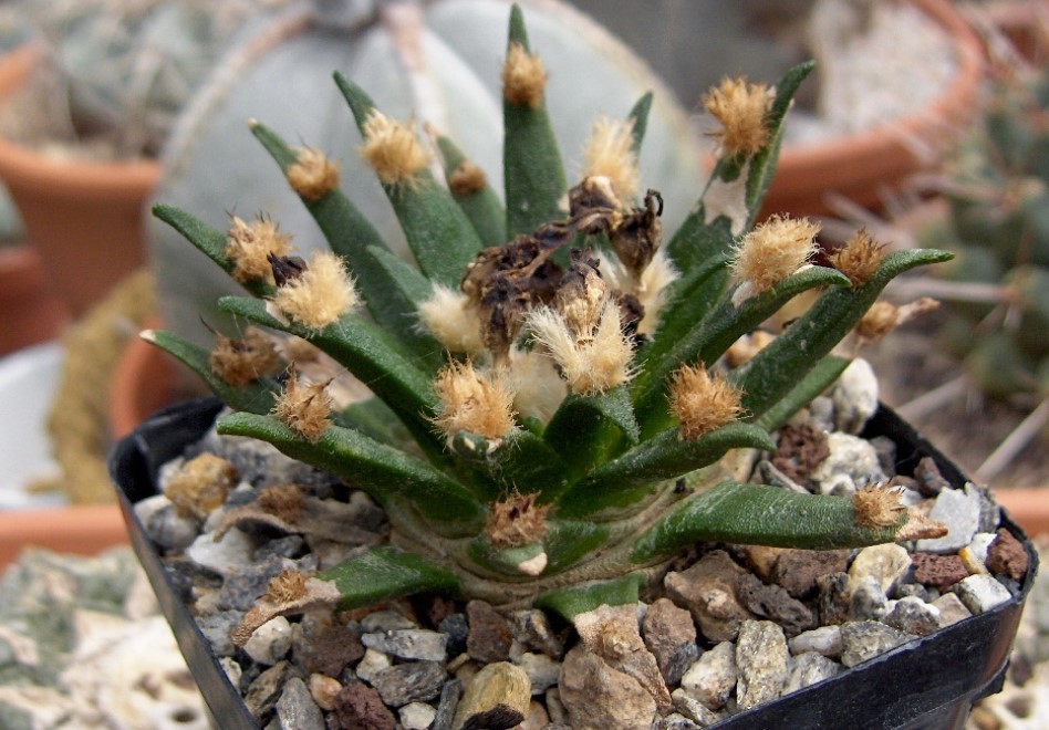 Ariocarpus agavoides