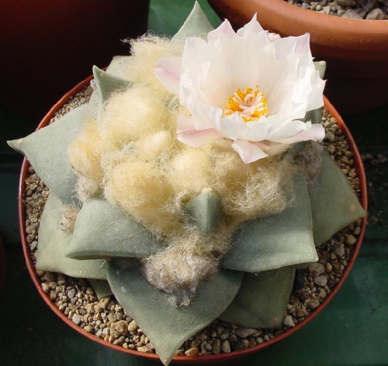 Ariocarpus obtusa