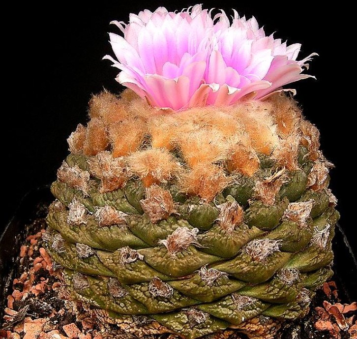 Ariocarpus na nahuhulog