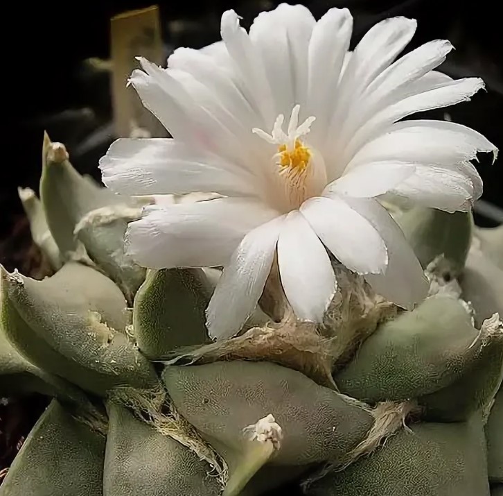 Ariocarpus na may kaliskis