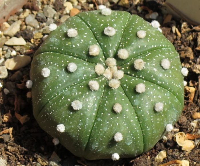 Astrophytum asterias