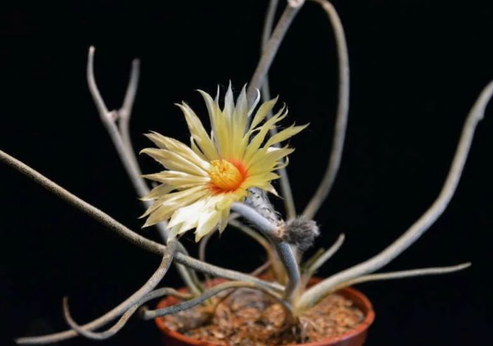 Astrophytum capitulum medusa