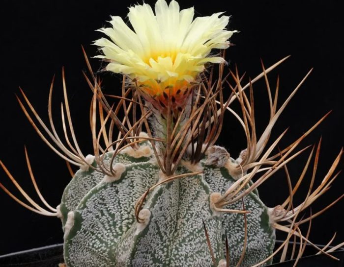 Astrophytum capricornum